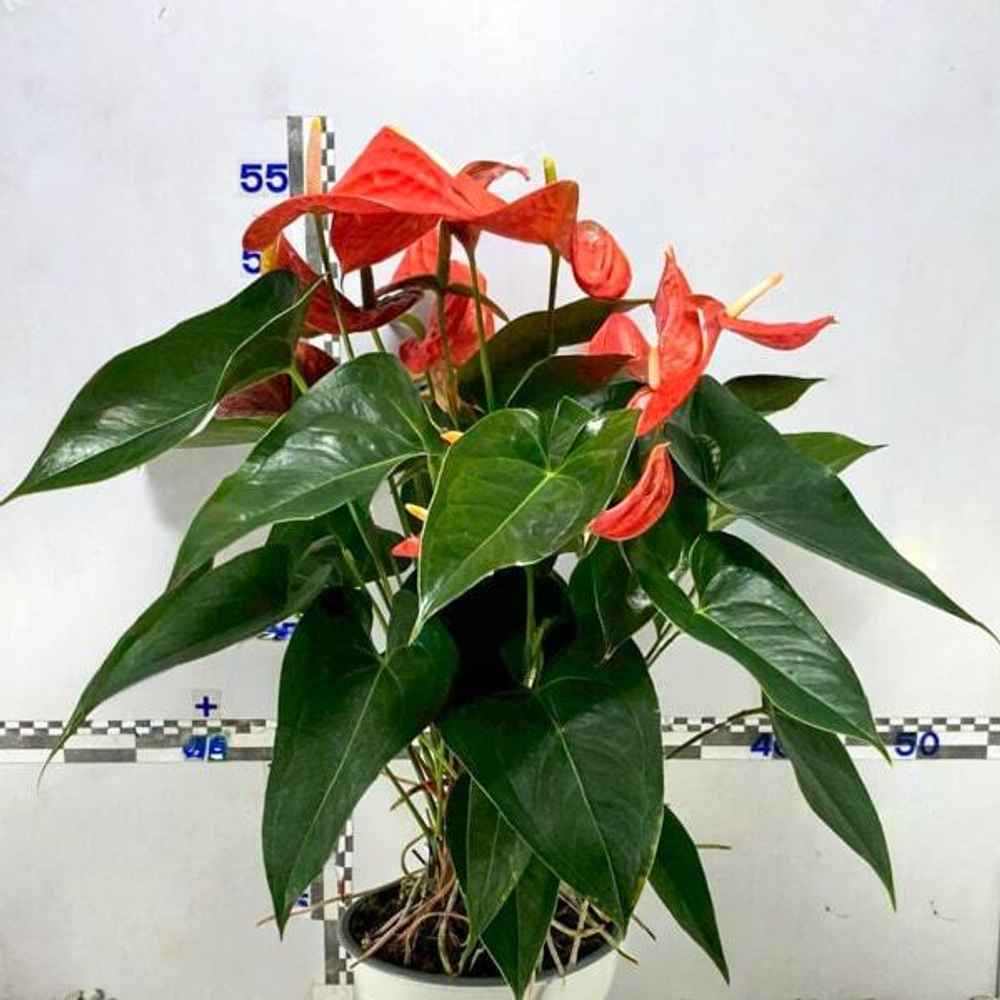 Антуриум Андре ATLAS