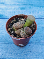 Lithops sp. (Литопсы)