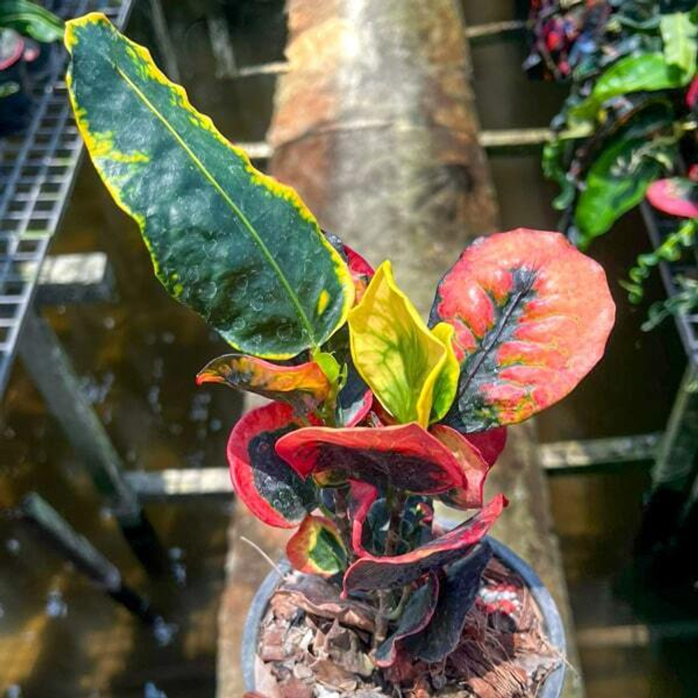 Кротон GAEW MOOKDA