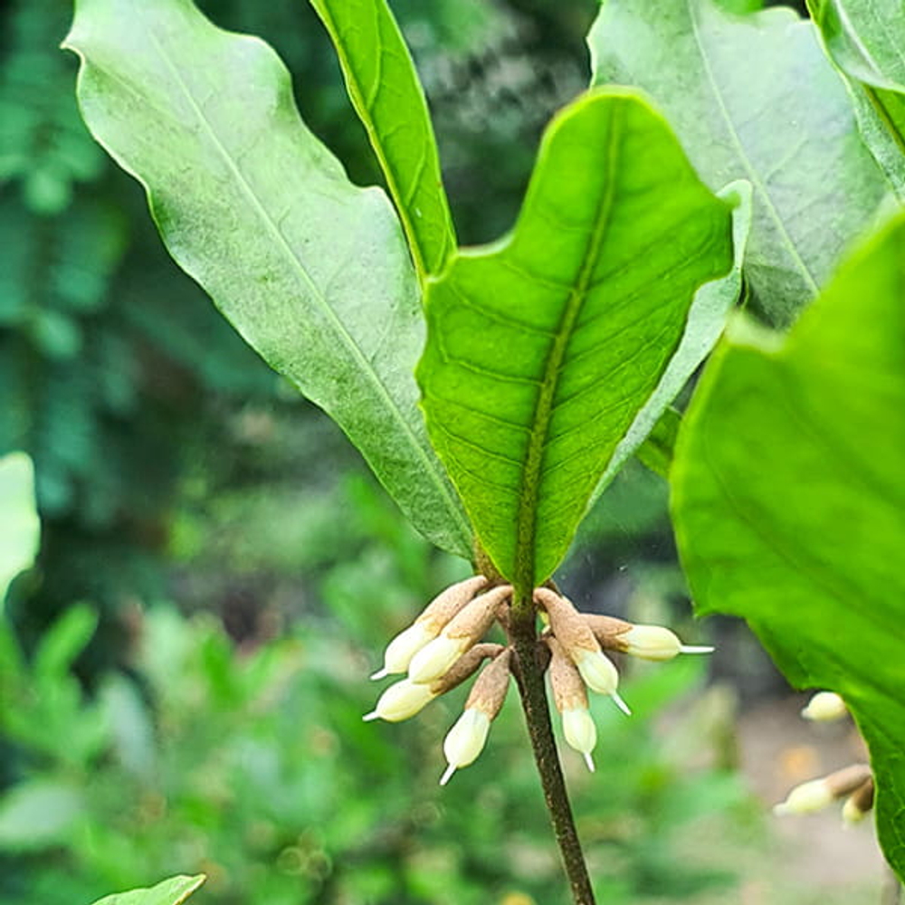 Синсепалум сладкоплодный/Чудесные ягоды – Synsepalum dulcificum