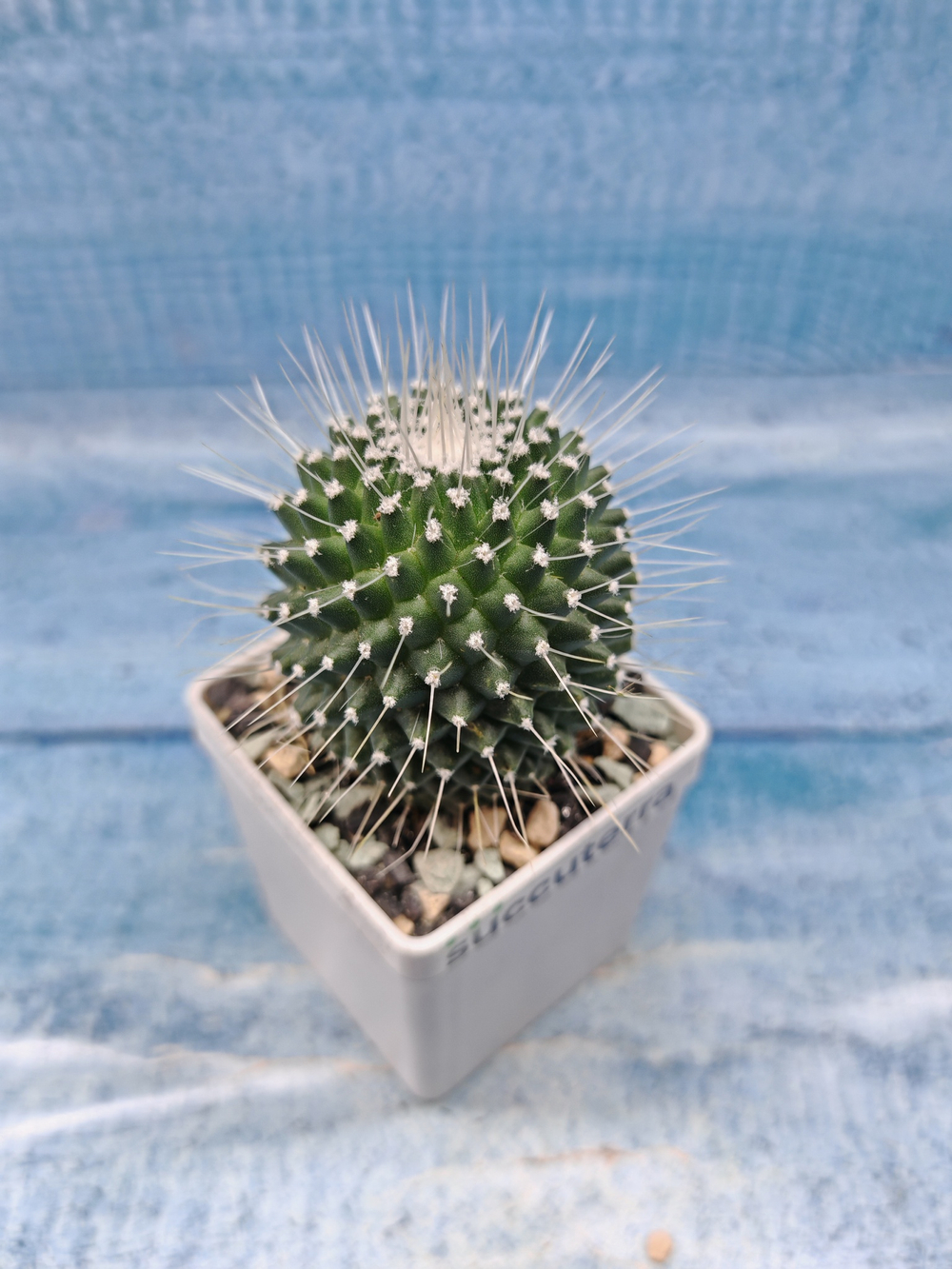 Mammillaria Pico (Маммилярия)
