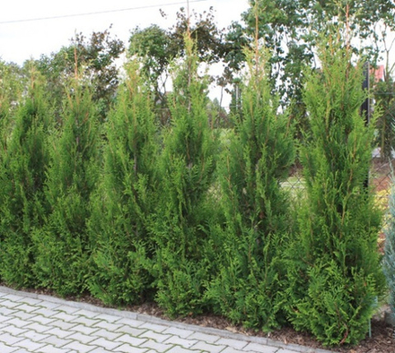 Туя западная Ауреоспиката (Thuja occidentalis Aureospicata) р9 август 2026 г
