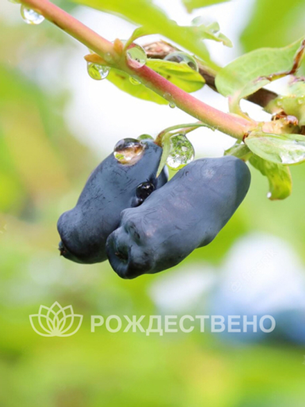 Жимолость Успех