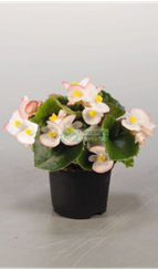 Бегония вечноцветущая SUPER OLIMPIA BICOLOR