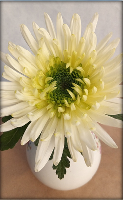 Zivena, хризантема одноголовая ☘ о.39  (отгрузка  Сентябрь)