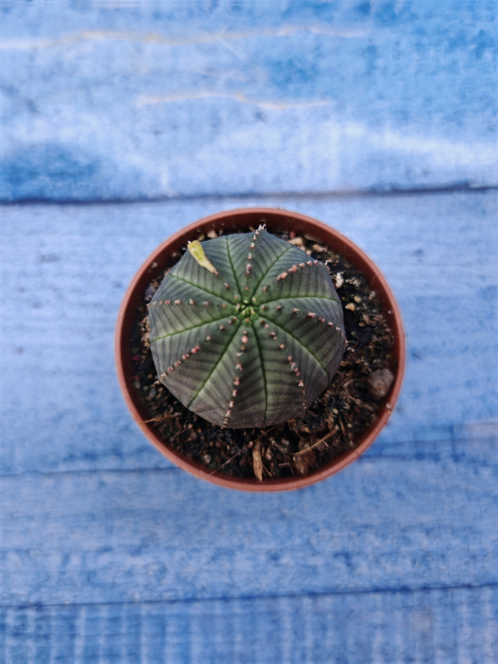 Euphorbia Obesa (Эуфорбия)