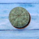 Euphorbia Obesa (Эуфорбия)