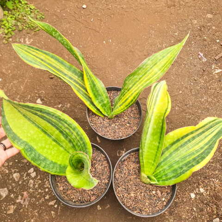 Сансевиерия MALAWI MIDNIGHT VAR