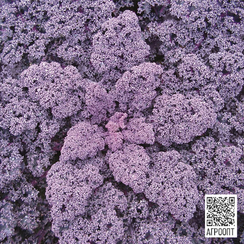 Редбор F1 семена капусты листового (Bejo / Бейо)