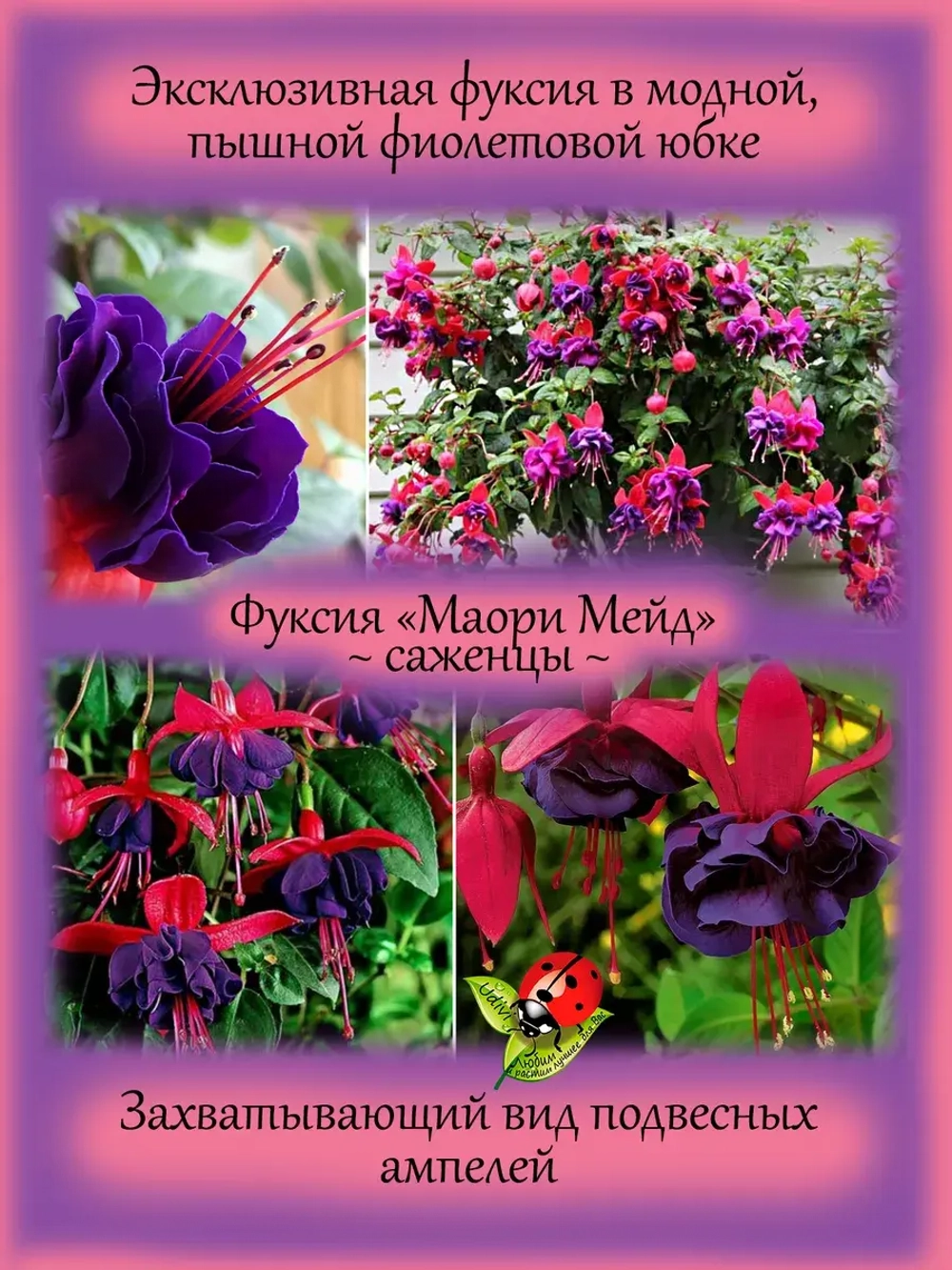 Фуксия Маори Маид махровая