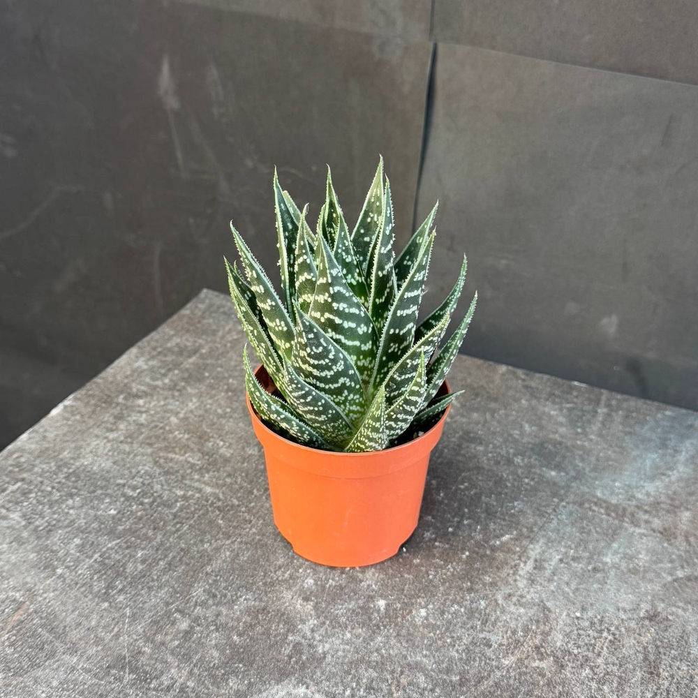 Хавортия (Haworthia)