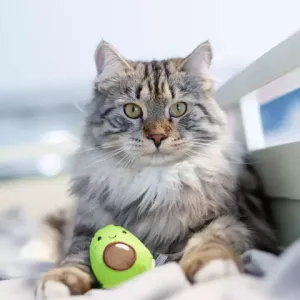 Игрушка для кошек Petstages Dental "Авокадо" с кошачьей мятой