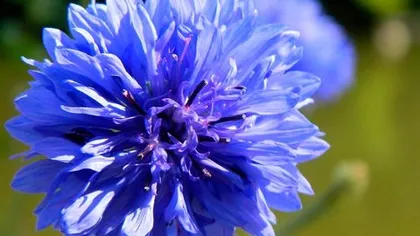 Василек синий (цветы)