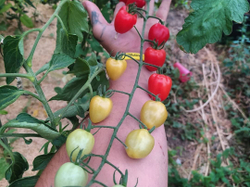 Клубничка (Tomatoberry) сорт томата