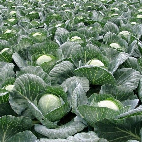 ТАФМА F1 семена капусты белокочанной (Rijk Zwaan | Alexagro) – фото 5