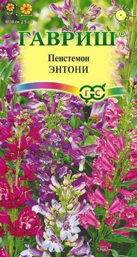 Пенстемон Энтони