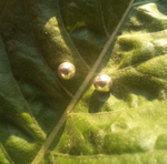 Серьги-гвоздики ШАРИК серебро