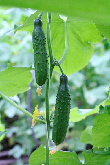 Таракановский F1 семена огурца пчелоопыляемого (Гавриш) – фото 2