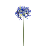 Агапантус индиго 74 см