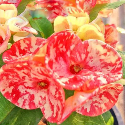 Эуфорбия Миля WAGYU