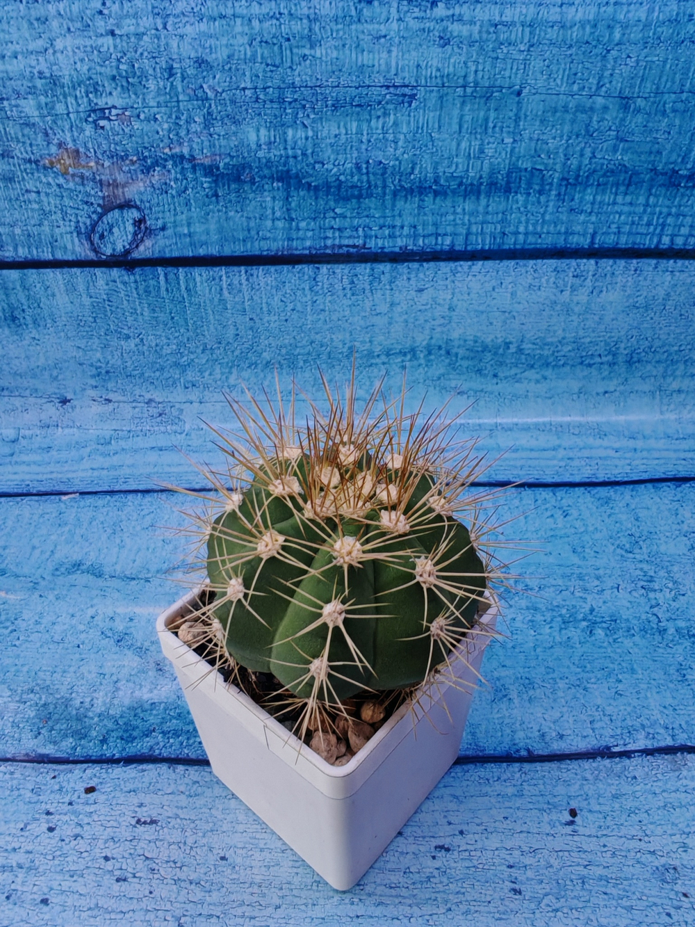 Gymnocalycium Chacoense (Гимнокалициум)