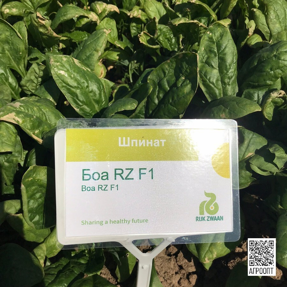 Боа F1 семена шпината (Rijk Zwaan / Райк Цваан) в поле – фото 4