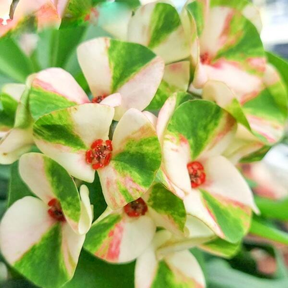 Эуфорбия Миля RATREE PHRA DAP PHET