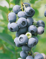 Сиера (Sierra) голубика 6-8 мес.(укорененный черенок)