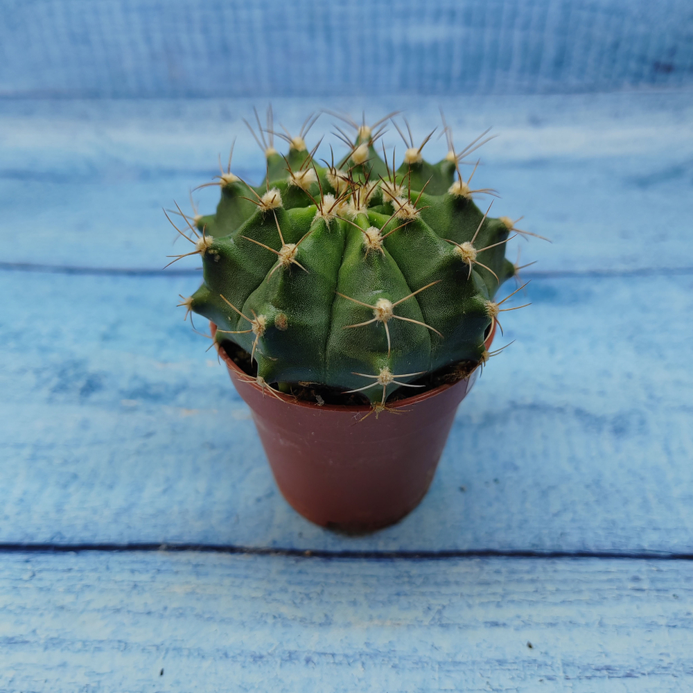 Gymnocalycium Friedrichii (Гимнокалициум)