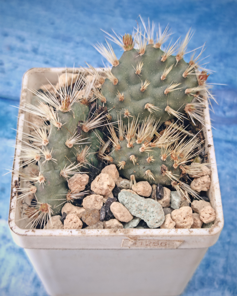 Opuntia Hintonii (Опунция)