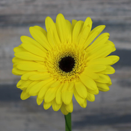 Гербера желтая