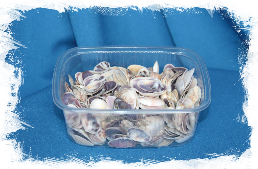 Донакс Фаба, 2-4см, 100гр, 50шт