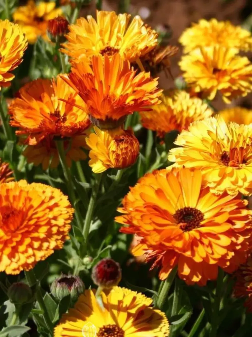 Семена Календула Поцелуй бабочки махровая