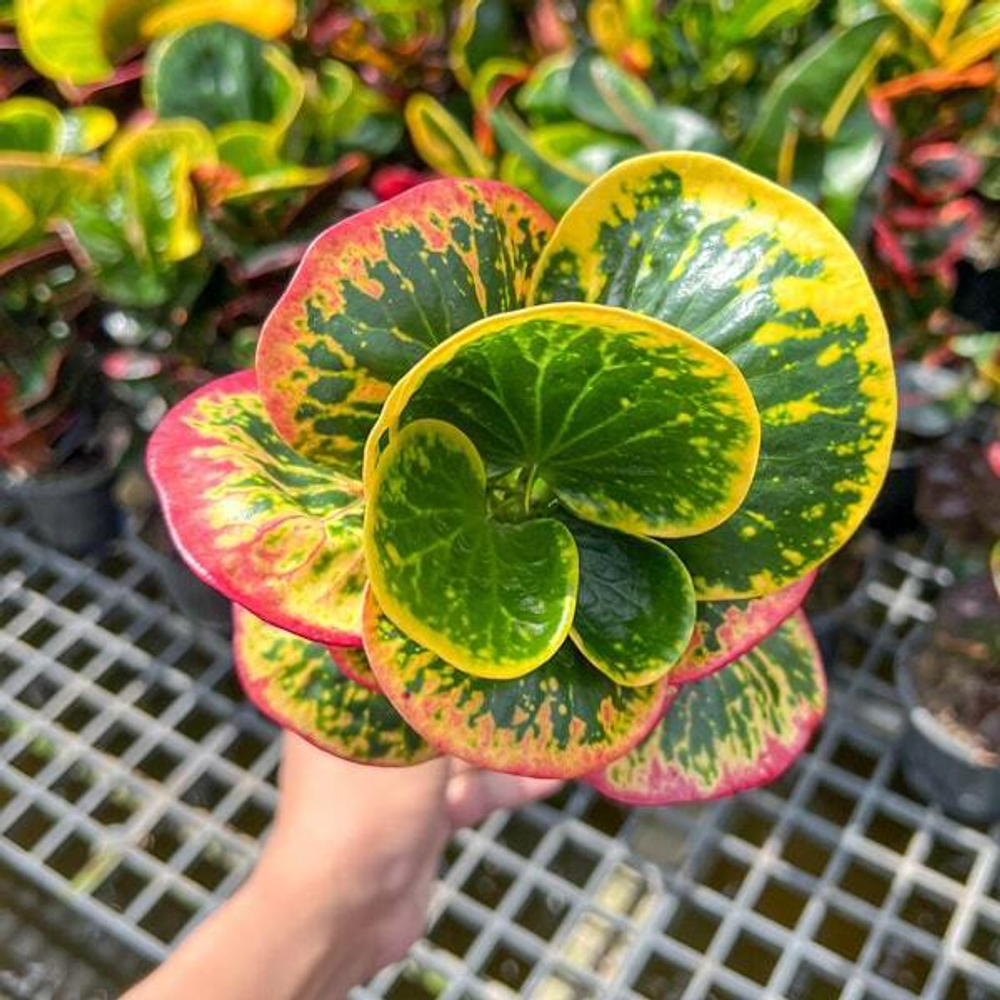 Кротон MATTHANA