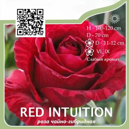 Роза чайно-гибридная "Red Intuition"