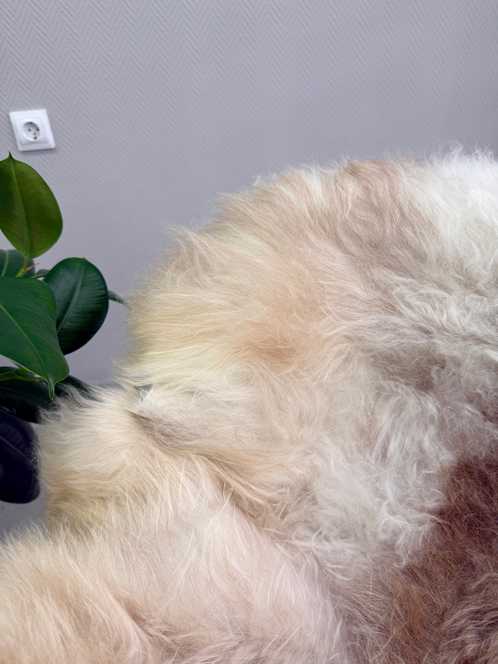 Шкура коврик меховой прикроватный овчина, 120х65 см.