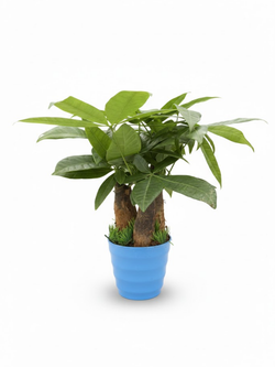 Пахира Three-Branch пластиковый горшок