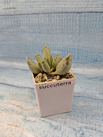 Adromischus Festivus grey (Адромискус)