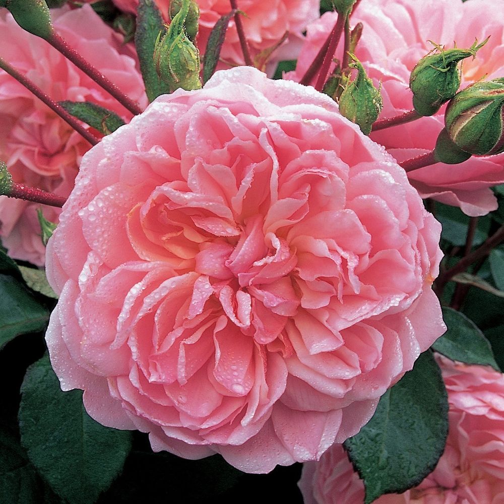 Анна Болейн (Anne Boleyn)