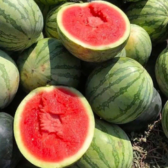 КИДМАН F1 семена арбуза (Rijk Zwaan | Alexagro)