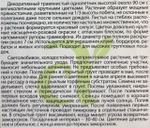 Малопа Розовая фантазия 0,5 г СМЦ-643