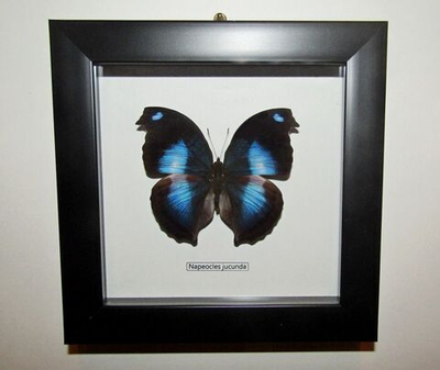 Бабочка Napeocles jucunda в рамке