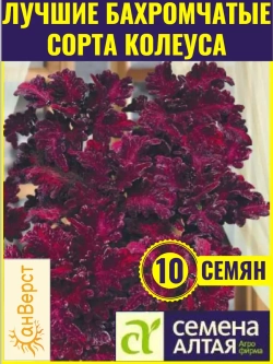 Семена колеуса Чёрный дракон. Яркие бархатистые листья