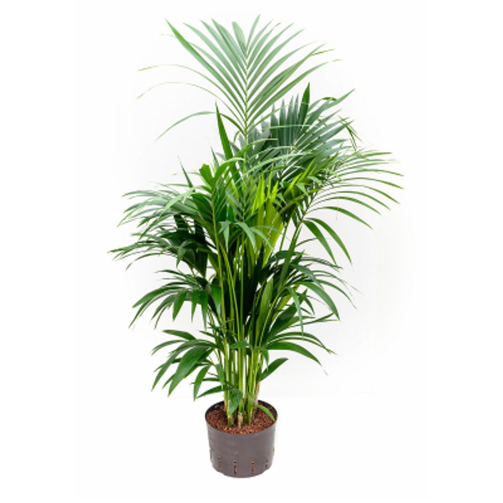 Ховея Orangery howea fosteriana 21/130