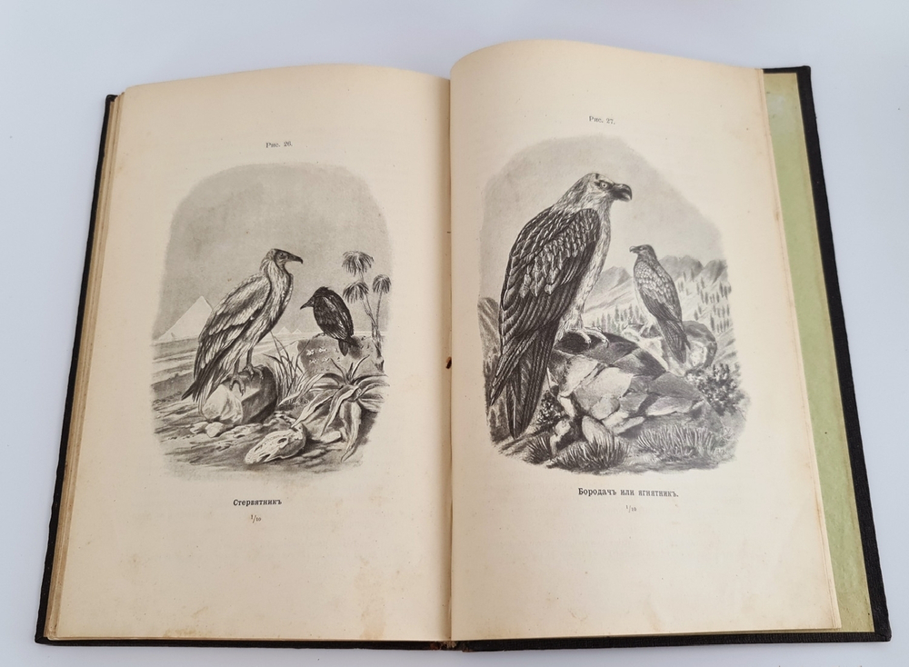 "Пернатые хищники. Популярные очерки из мира русских хищных птиц". Д.Н.Кайгородов. 1906г.