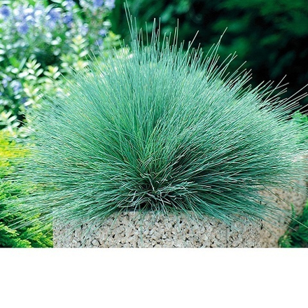 Овсяница сизая Варна