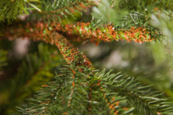 Ель 215см Black Box Раскидистая зеленая