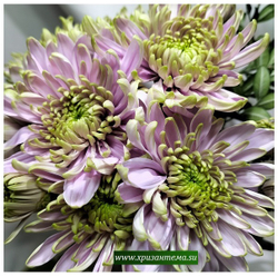 Хризантема одноголовая Rossano Charlotte /о.17/поставка весна 2026г/