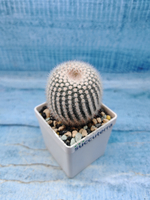 Notocactus Scopa (Нотокактус)