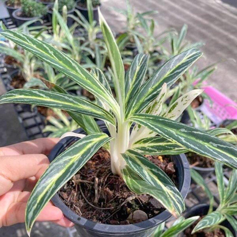 Аглаонема SEDTHEE RUANG KHAO